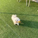 강릉경포라벤다애견펜션 이미지