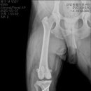 금빛동물병원 이미지