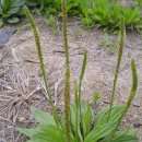 (주)질경이 이미지