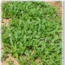 웰빙황토마을 이미지