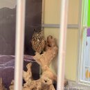 청심유치원 | 경기도 당일치기 여행 가평 가볼만한곳 핑크뮬리 베고니아 새정원