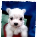 말티네 집 이미지