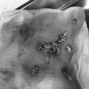 24시 위너스동물의료센터 이미지