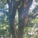 다송초등학교 이미지