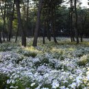 공설운동장 동편 이미지