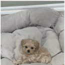 애견용품 창고형 할인매장 이미지