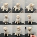 토브네 펫살롱 이미지