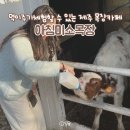 석진육성우목장 | 제주 아침미소목장 겨울 아이랑 가볼만한곳 놀거리 추천 먹이주기 체험