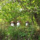 벌 민박 이미지