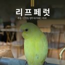 목동어린이집 | 목동앵무새카페 리프페럿 신정점 아이랑 가기 좋은 육아 추천코스 솔직 후기