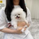 강아지분양타임도그애견샵