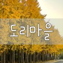 경주시서면도리보건진료소 | [경주/서면] 경주단풍명소 아화도리마을 은행나무숲 실시간(2024.11.11)