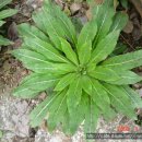 영산홍민박 이미지