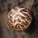 방실농장 이미지