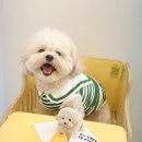 노라도라 | 💛 사랑스러운 추억 남긴 생일파티 후기 💛 포천애견카페 노라도라 💛