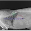 밀리언동물병원 이미지
