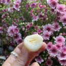 홍성떡방앗간 이미지