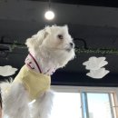 체크인독 애견유치원 이미지