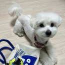 버디그루밍 이미지