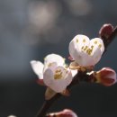 온라인명상, 인터넷빛명상으로 시작해 보세요. 이미지