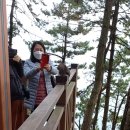 달맞이고개 청솔모 이미지