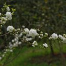 영혼의친구 이미지