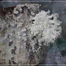 원목농장 이미지