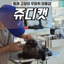 쥬디캣(Judy Cat) | 고양이 변신은 무죄 부산고양이무마취 미용 쥬디캣