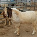 슈퍼염소농장 이미지