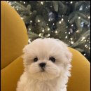 조이퍼피 강아지분양 네이버블로그