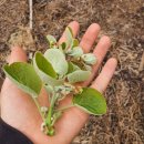 오름농장 이미지