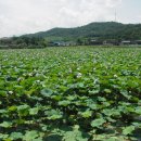 해평 금호리 이미지