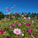 숲속 짱구네 이미지