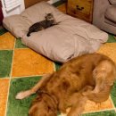 동물의 왕국 이미지