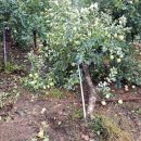 정병수농장 이미지