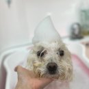 그루밍아지 이미지