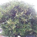 사철나무집 이미지