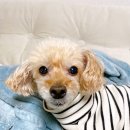 오아시스 정형외과 신경외과 동물병원 이미지