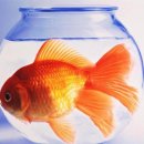 금붕어 이미지