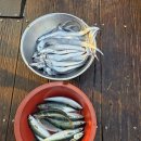 청수낚시