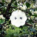 누리나무 네이버블로그
