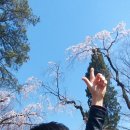 진달래수선