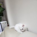 파주고양이미용 반하나캣 이미지