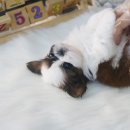 안경쟁이 이미지