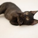 산책하는 고양이 이미지