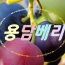 용담농산물 이미지