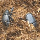 사구축산 이미지