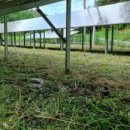 넝쿨 태양광발전소 이미지