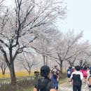 합천철강 | 합천벚꽃마라톤 10K 후기 : 벚꽃길 달리는 낭만 ˚‧｡♥｡‧˚