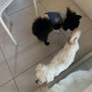 펌킨 펫하우스 서울숲 이미지